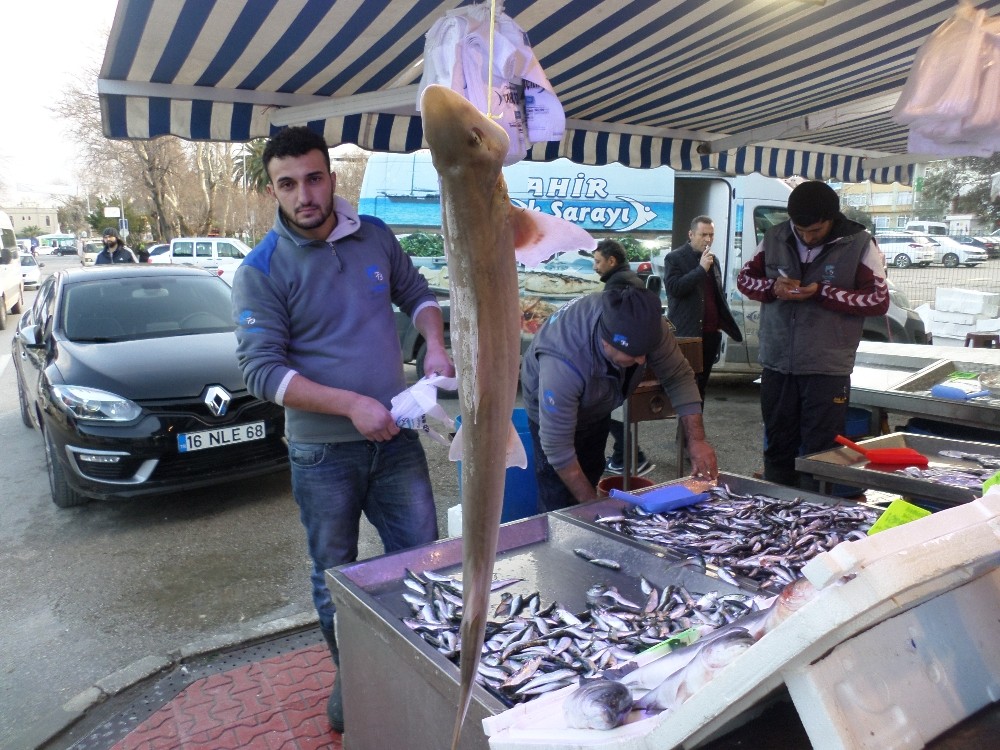 Marmarada Köpek Balığı Yakalandı