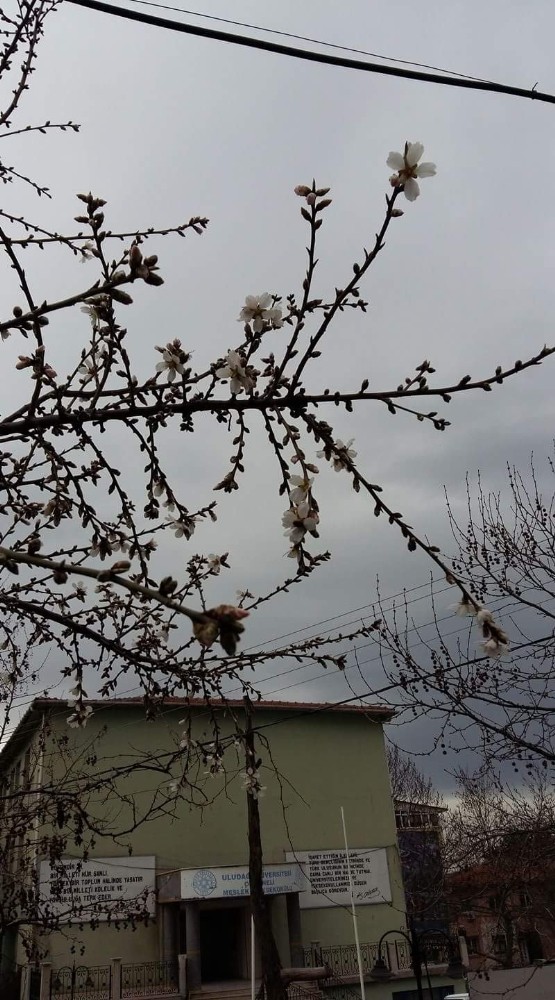 Şubat Ayında Meyve Ağaçları Çiçek Açtı