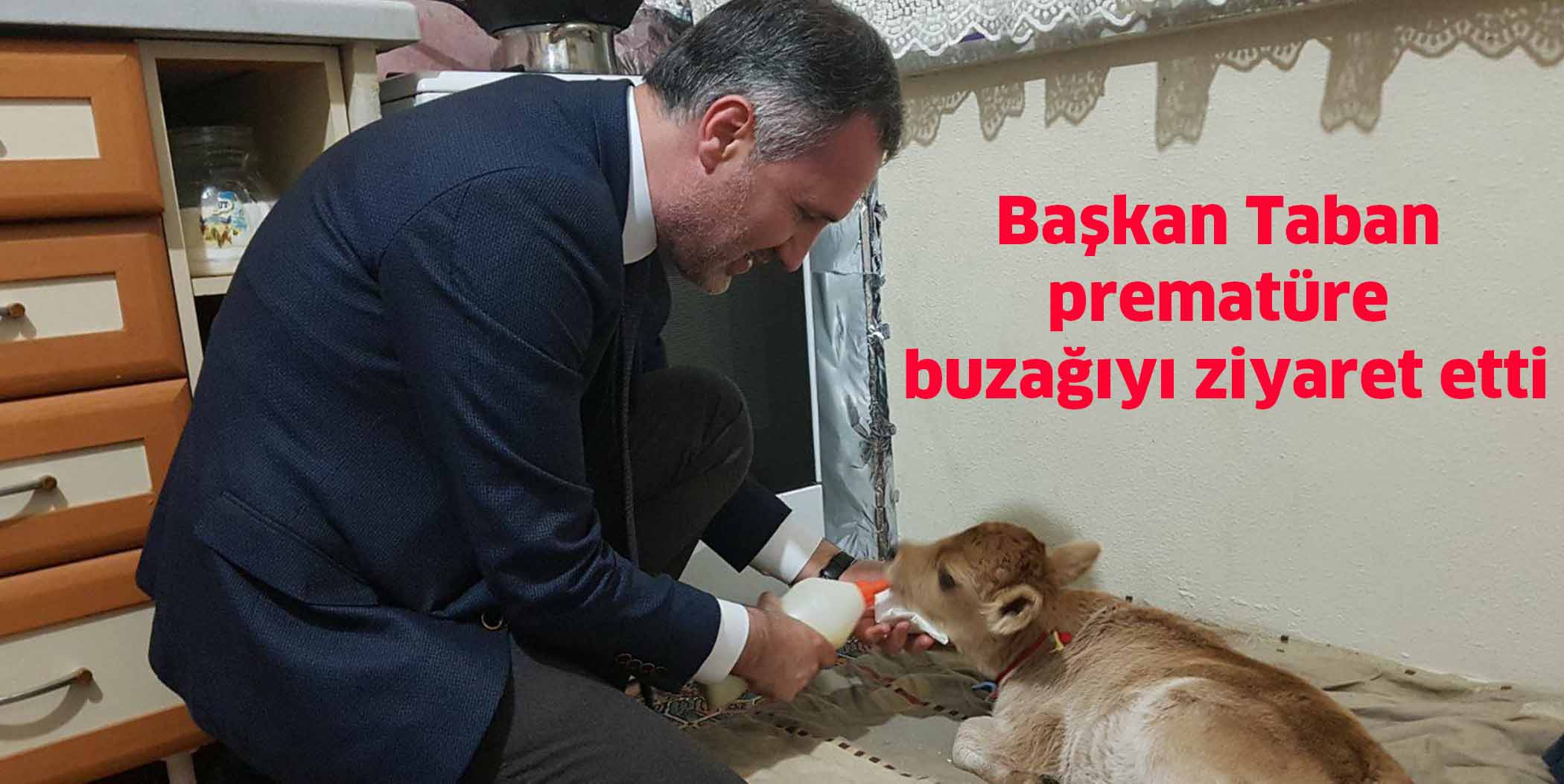 Başkan Taban prematüre buzağıyı ziyaret etti