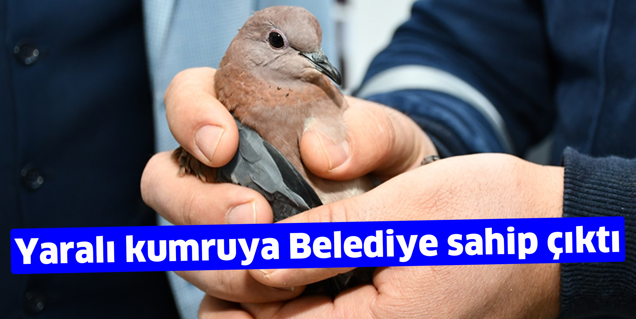 Yaralı kumruya Belediye sahip çıktı