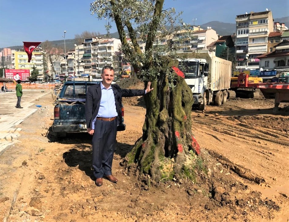 6 Asırlık Zeytin Ağacı Nakledildi