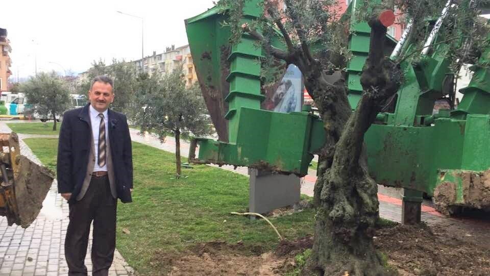 Asırlık Zeytin Ağacı Yeni Toprağıyla Buluştu