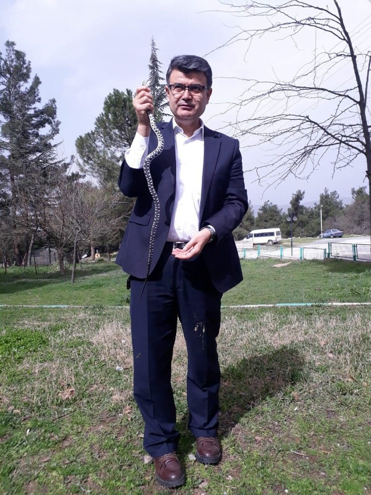 Bahçesinde Yakaladığı Yılanı Baharı Müjdelediği İçin Serbest Bıraktı