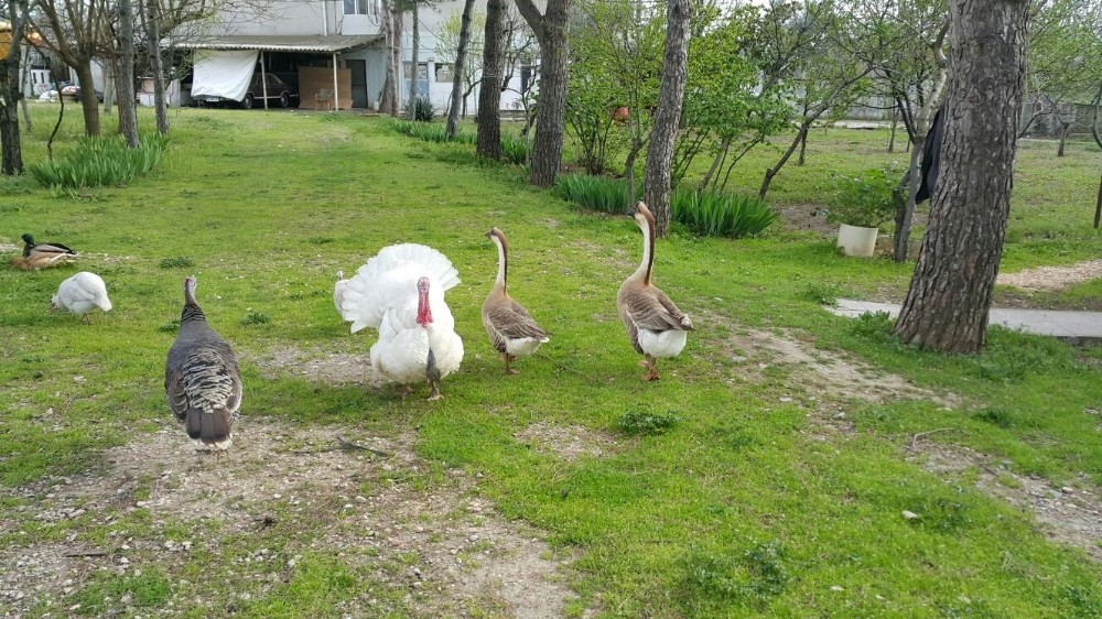 Bursa Cumhuriyet Başsavcılığı Çiftlik Banka Ait 34 Araca El Koydu