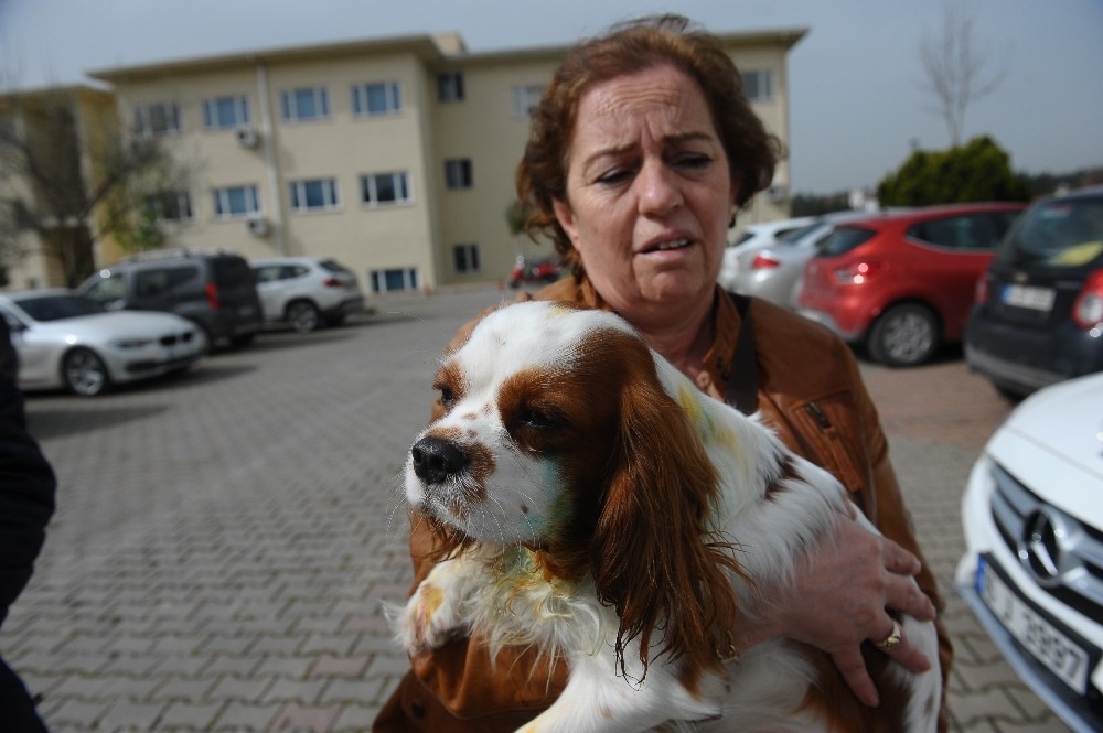 Bursada Pitbull Dehşeti Kameraya Böyle Yansıdı