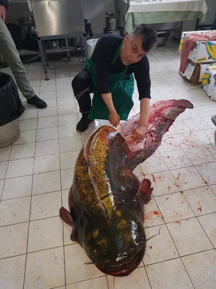 İznik Gölünden 2 Metre 10 Santim Boyunda Dev Yayın Balığı Çıktı