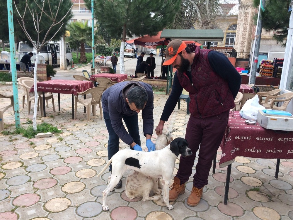 İznikte Köpeklere Kuduz Aşısı