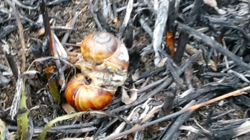 İznikte Sazlık Yangını