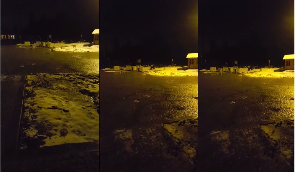 Kış Uykusundan Uyanacağına Pişman Oldu