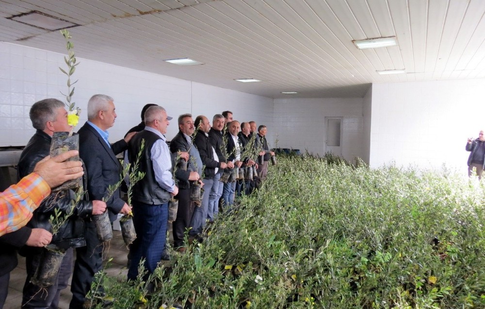 Marmarabirlik 7 Bin Zeytin Fidanı Dağıttı
