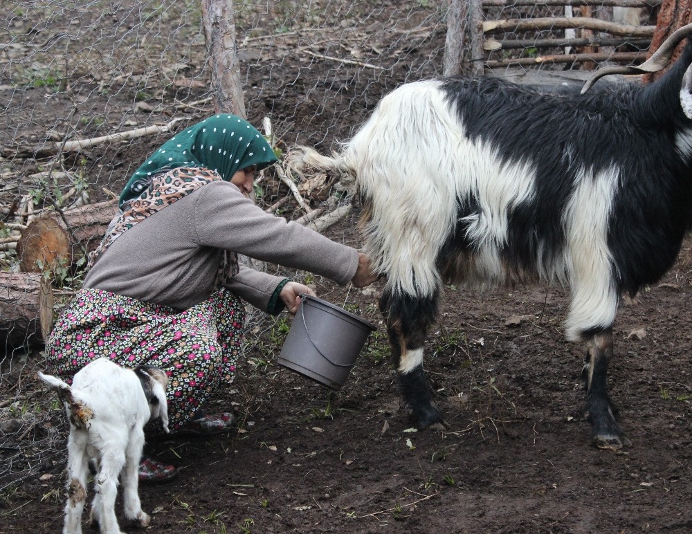 (Özel Haber) 34 Yıldır Ormanda Yaşıyorlar