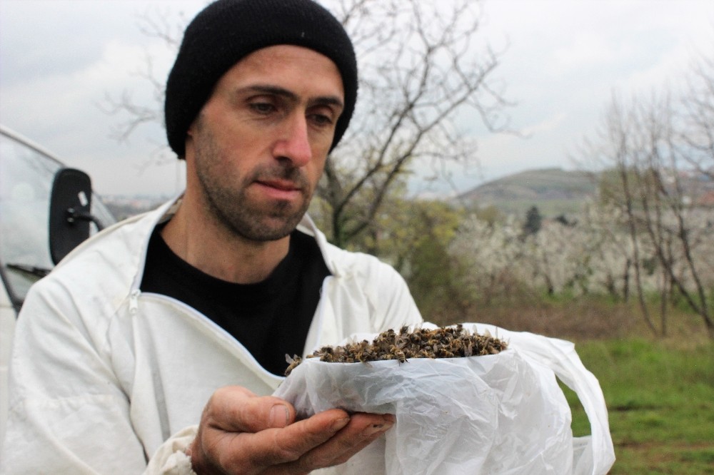 (Özel Haber) Çamur Yağdı, Milyonlarca Arı Öldü