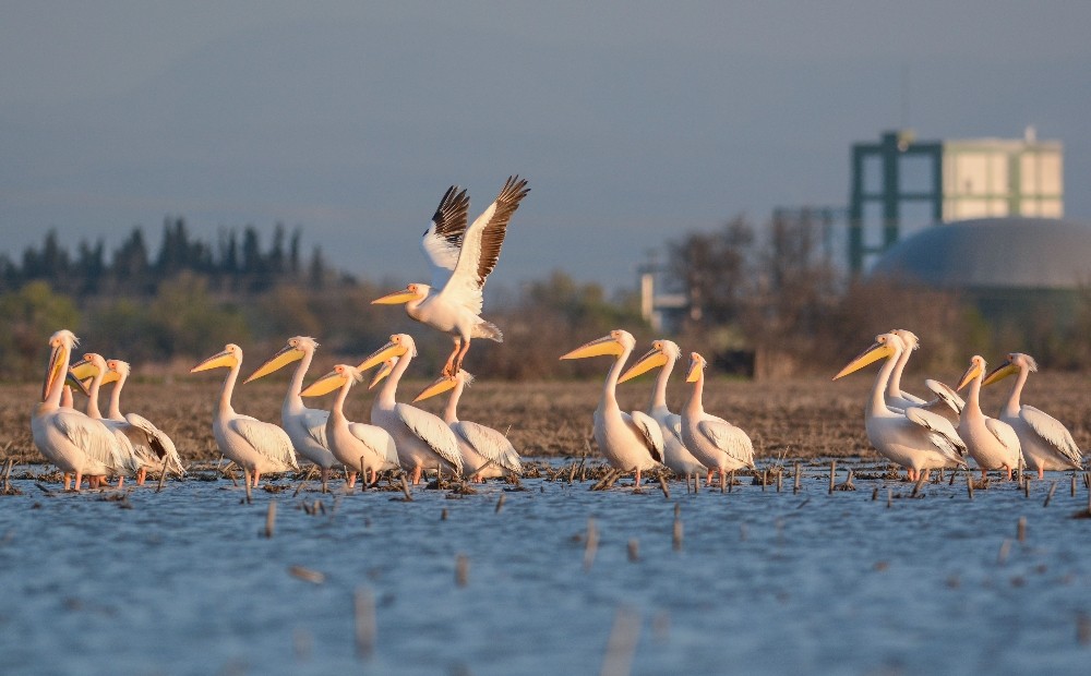 Pelikanları Sayacaklar