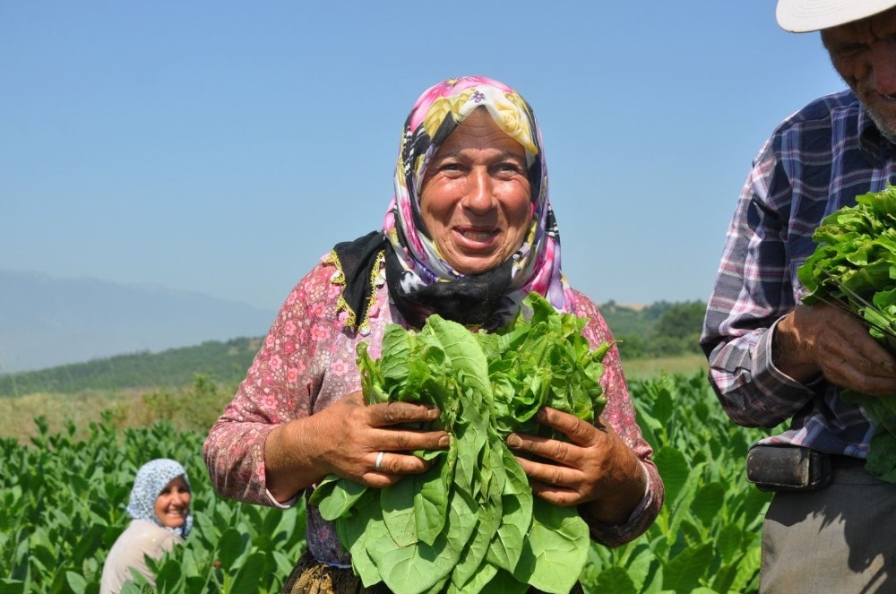 Tütünden 1.2 Milyon Kazandılar