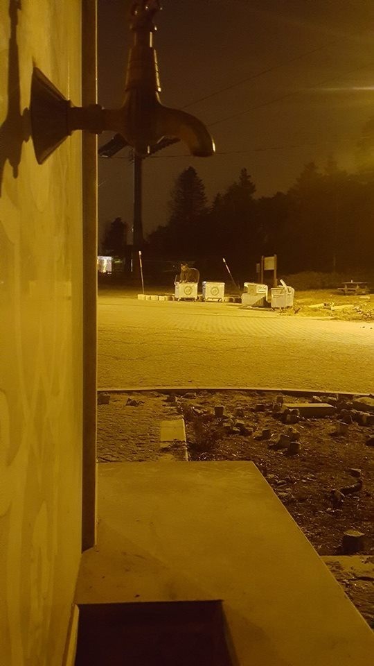 Uludağda Kış Uykusundan Uyanan Ayı Böyle Görüntülendi