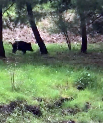 Üniversiteyi Yaban Domuzu Bastı