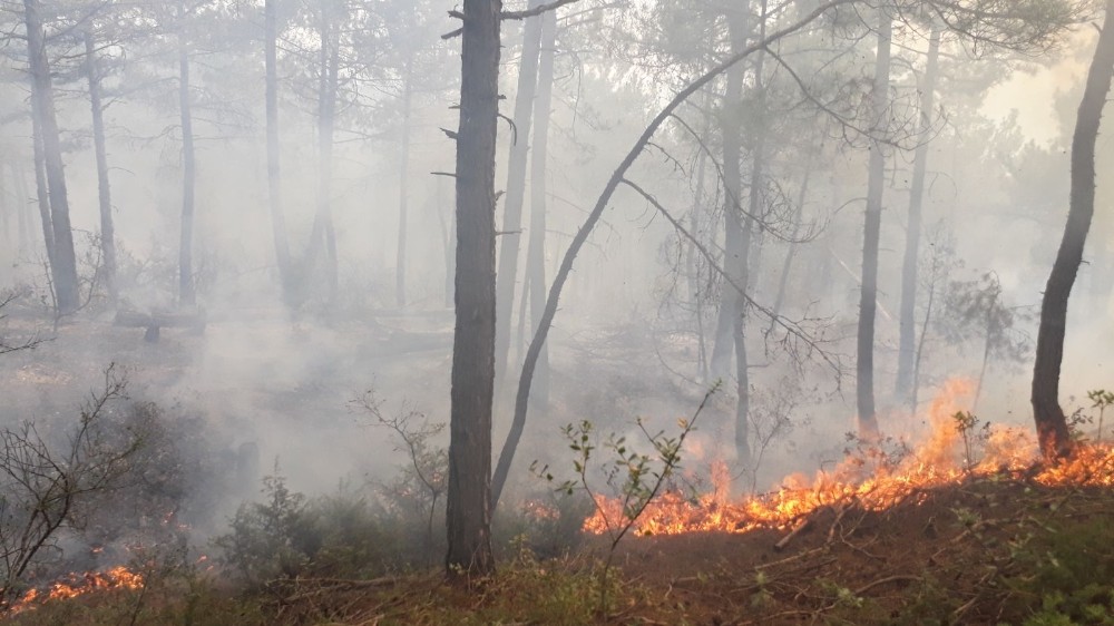 1 Hektarlık Orman Kül Oldu