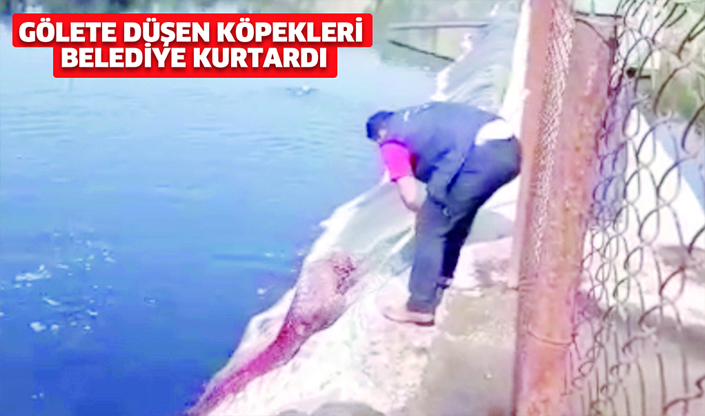 Gölete düşen köpekleri belediye kurtardı