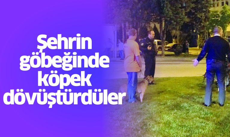 Şehrin göbeğinde köpek dövüştürdüler