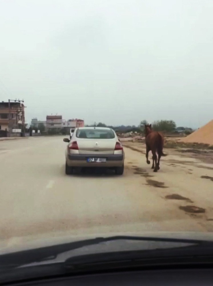 Atı Otomobiline Bağlayıp Koşturdu