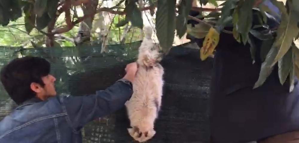 Ayağı Tele Takılan Kediyi Vatandaşlar Kurtardı