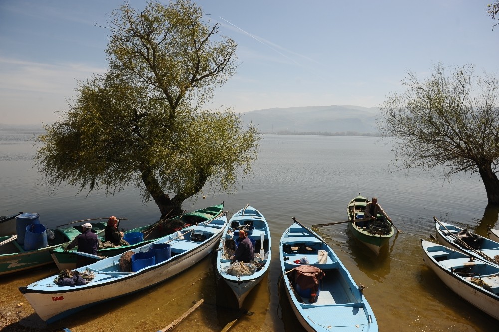 Balıkçılar Turnayı Gözünden Vurdu