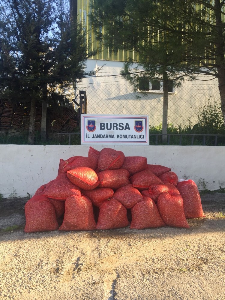 Bursada 1,5 Tonluk Kaçak Midyeyi Vatandaşa Satacaklardı