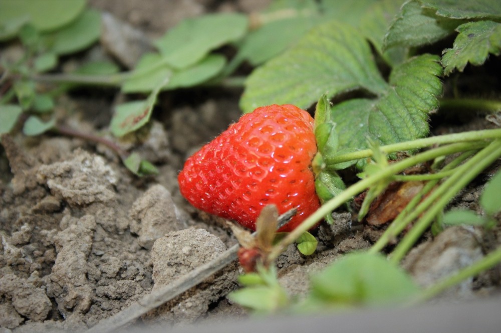 Bursada Çilek Hasadına Başlandı