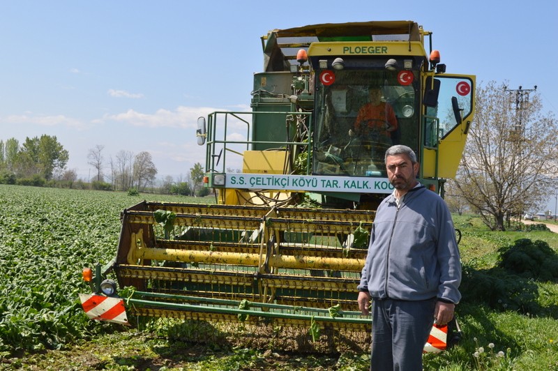 Bursada Ispanak Hasadı Başladı