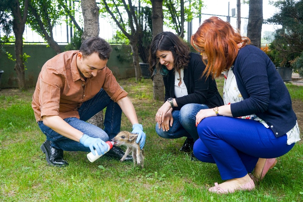 Domuz Yavrusu Dom Dom Uludağda Bulundu, Biberonla Beslendi