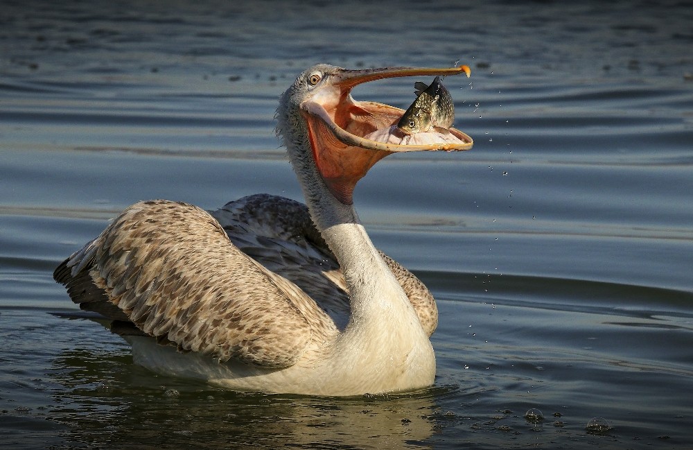 Dünya Kupasına Bursadan 4 Fotoğrafcı