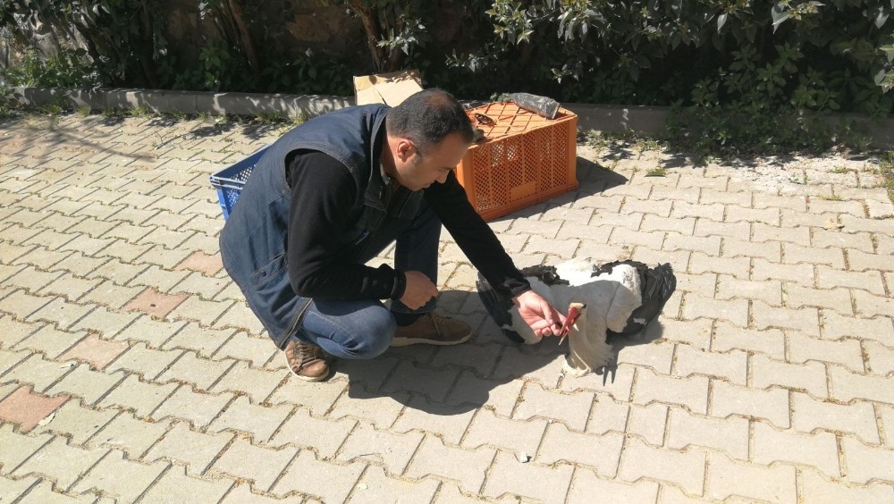 Göç Yolunda Talihsiz Kaza