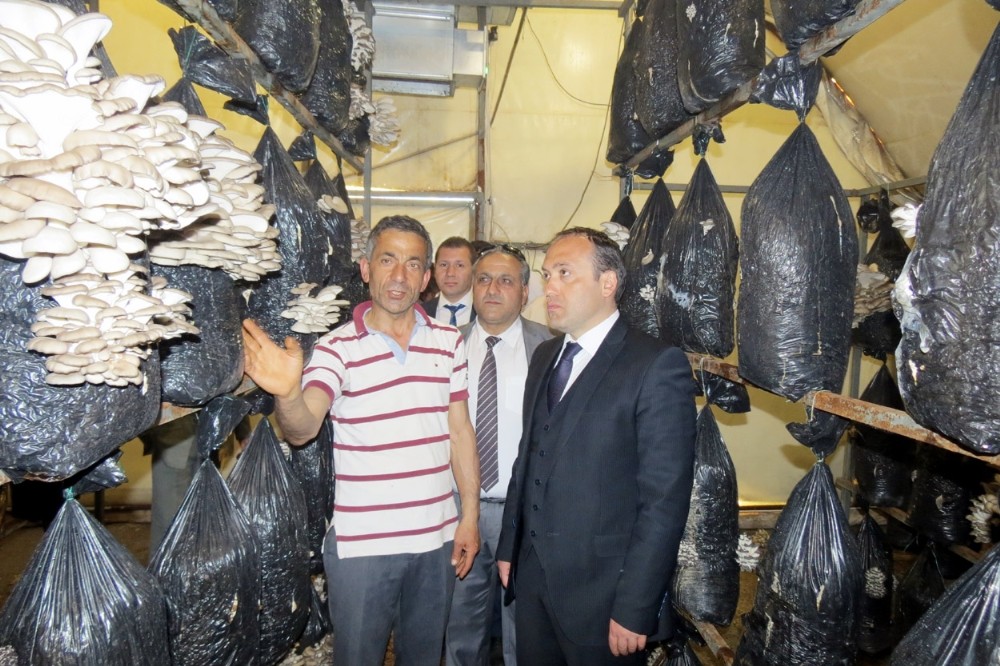 İstiridye Mantarı Yetiştiriciliği Yaygınlaşıyor