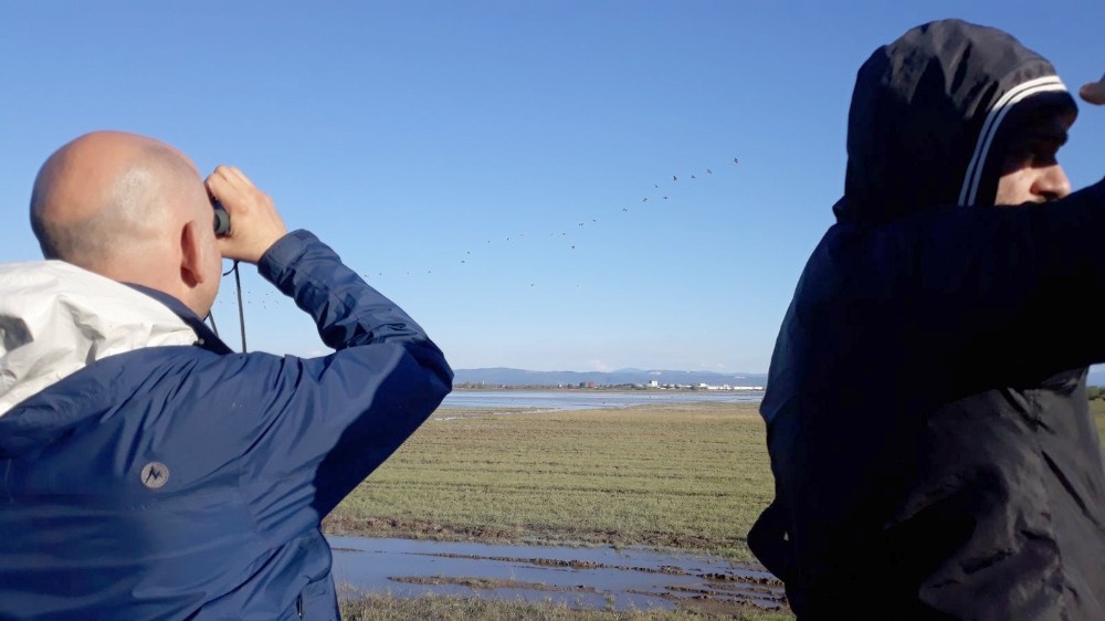 Karacabeyde Pelikan Sayımı Başladı