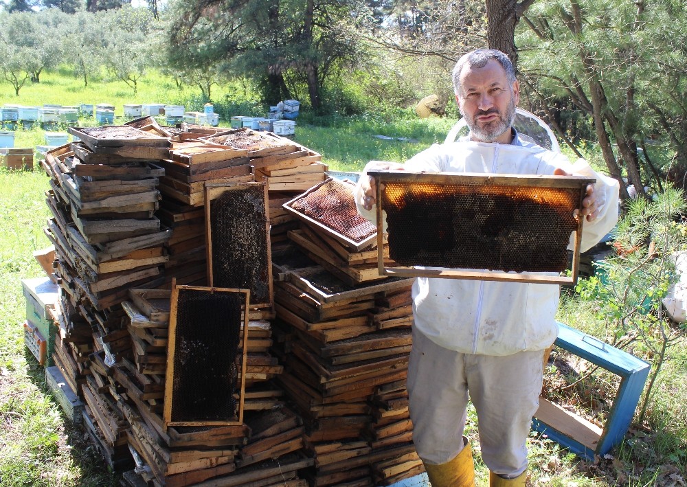 (Özel Haber) Bursada Arı Ölümleri Artarak Devam Ediyor