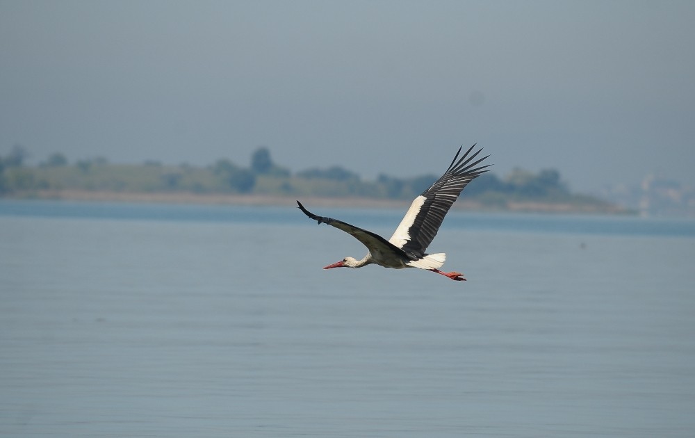 (Özel Haber) Leylekler Bu Yıl Köylerine Gelmedi