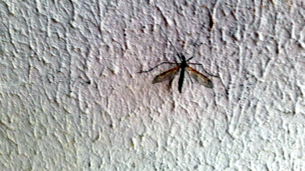 Sinekler Yenişehirlileri Canından Bezdirdi