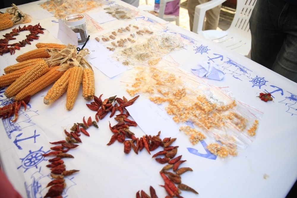 Yüz Binlerce Yerel Tohum Nilüferde Takas Edilecek