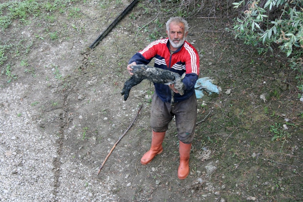 Zehirli Dereden Su İçen Oğlak Öldü