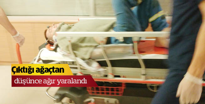 Çıktığı ağaçtan düşünce ağır yaralandı