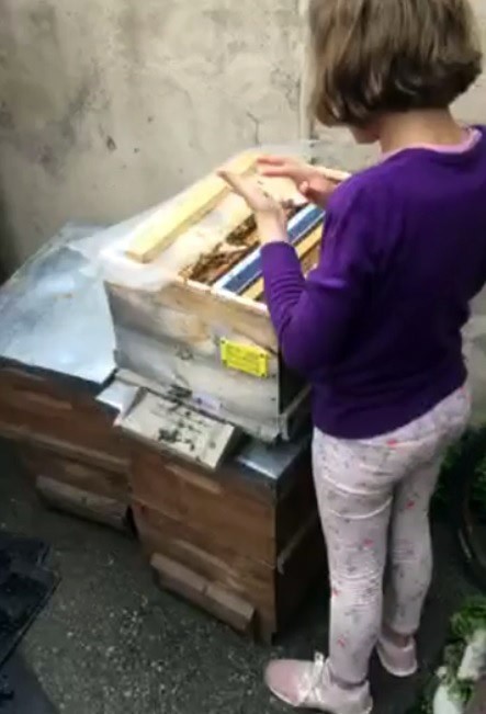 Babalarının Arılarını Elleriyle Bal Vererek Beslediler