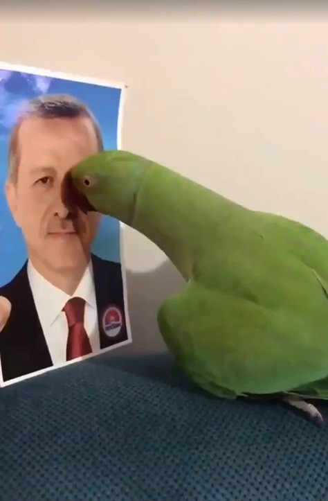 Cumhurbaşkanını Seçen Papağan Sosyal Medyada Fenomen Oldu