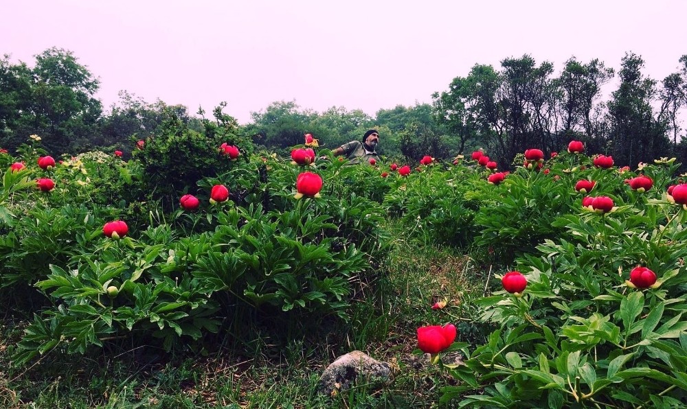 Kan Çiçeklerine Ziyaretçi Akını