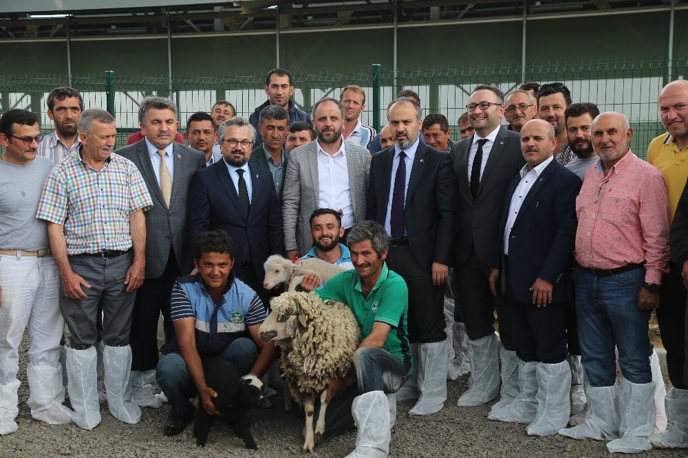 Koyun Yetiştiricisine Büyük Destek