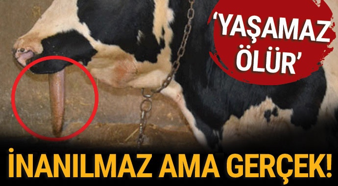 Manisa’daki çenesiz dana görenleri şaşırtıyor