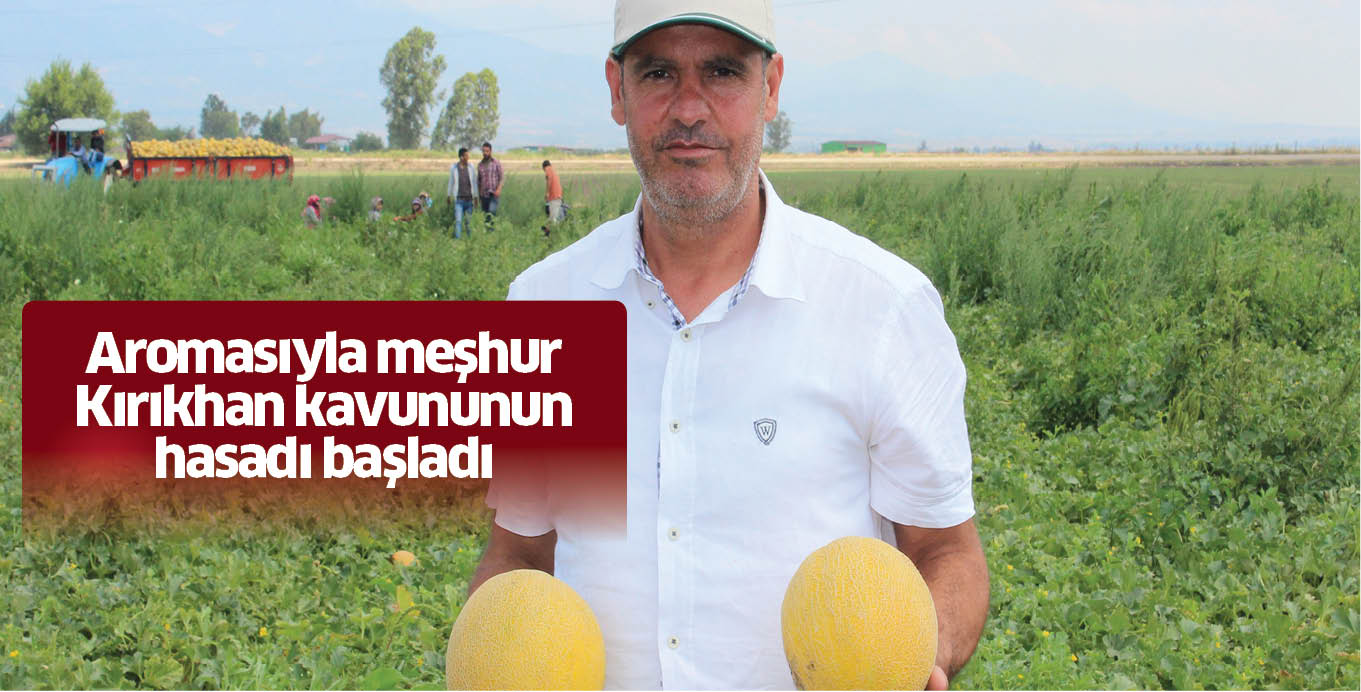 Aromasıyla meşhur Kırıkhan kavununun hasadı başladı