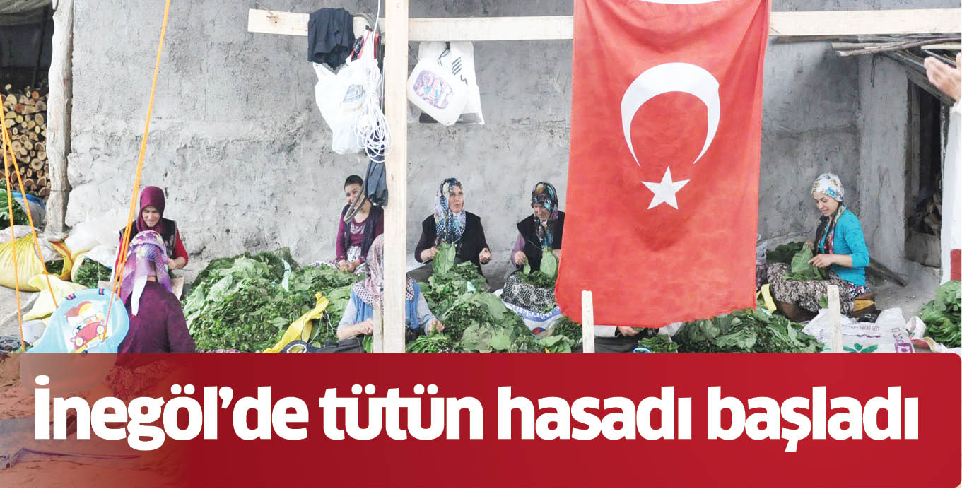 İnegöl’de tütün hasadı başladı