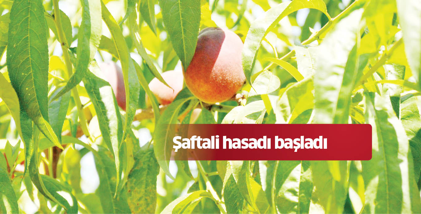 Şaftali hasadı başladı