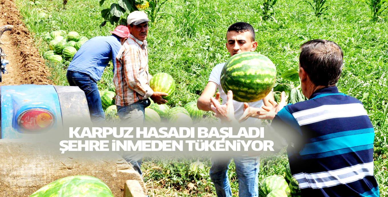 KARPUZ HASADI BAŞLADI ŞEHRE iNMEDEN TüKENiYOR