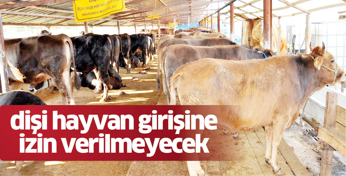 Hayvan pazarına dişi hayvan girişine izin verilmeyecek